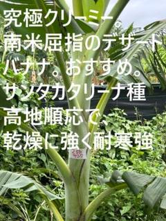 限定1苗1,2mバナナ◆サンタカタリーナバナナ＝超糖度バランス◆低木耐寒、耐乾燥 限定1苗1,2mバナナ◇サンタカタリーナバナナ＝超糖度バランス