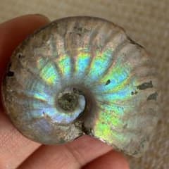 B12 アンモナイト 化石 遊色効果あり マダガスカル産 虹色オパール化
