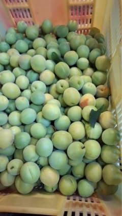福井県産　新平太夫　梅 10kg 訳ありサイズ不揃い　手もぎ収穫　即購入歓迎専用のサムネイル