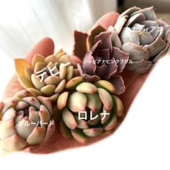 多肉植物　寄せ植えカット苗セット　2のサムネイル