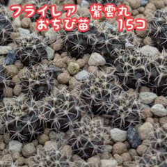 フライレア紫雲丸　実生　☆　おちび苗　15コのサムネイル