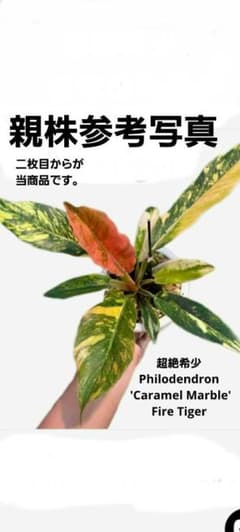 超絶希少 フィロデンドロン キャラメルマーブル ファイヤータイガー