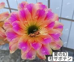 専用ページです！花サボテン カキコ2個♬ 専用ページです！花サボテン カキコ2個♬ 【公式通販】