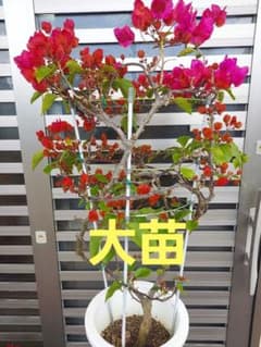 ブーゲンビリア斑入りピンクホワイト No28 らくらくメルカリ便発送‼️ ブーゲンビリア ピンク No77 らくらくメルカリ便発送‼️ - メルカリ