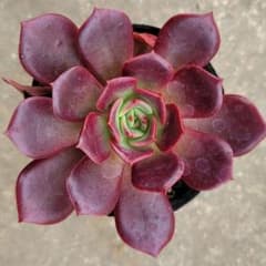 ゆ*い様 多肉植物 ロンミュール まぱさん苗 札無し - メルカリ