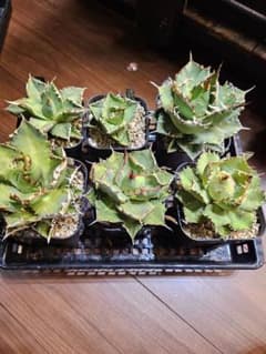 アガベ チタノタ セット売り - メルカリ