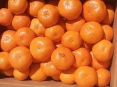 箱込8kg程度　ご家庭用　温州蜜柑　愛知県産のサムネイル