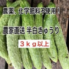 農家直送 半白きゅうり 3kg以上 農薬化学肥料不使用のサムネイル