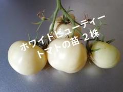 3275 農薬不使用 ホワイトビューティートマトの苗 2株 - メルカリ