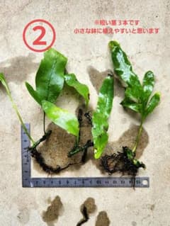 ②ラウアエ　茎苗　ハワイ産のサムネイル