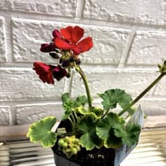 136 ＊斑入り葉ゼラニウム　ネコポス便発送 2025年最新】斑入りゼラニウムの人気アイテム - メルカリ