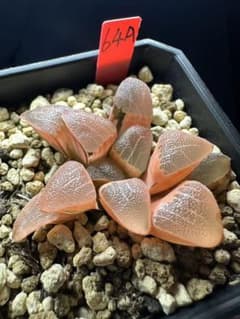 64a 多肉植物 ハオルチア スーパーコレクタ錦糊斑 自家繁殖 鉢植え発送