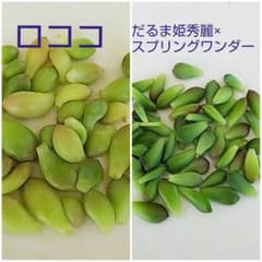 ロココ  だるま姫秀麗×スプリングワンダー  葉挿しのサムネイル