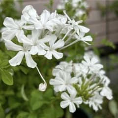 ルリマツリ　プルンバーゴ　ホワイト　白花　発根済　挿し木苗のサムネイル