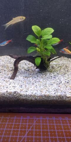 アヌビアスナナ　水草付き流木のサムネイル