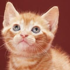 つたやさん専用。のサムネイル