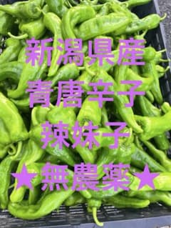 新潟県産 青唐辛子 辛い 辣妹子 1kg 無農薬 （ピーマン1、2個おまけ付き）のサムネイル