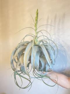 【花芽付き】グアテマラ産XXLサイズ チランジア キセログラフィカ☆ロングリーフのサムネイル