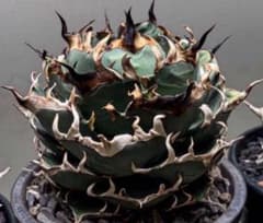 V-1304アガベチタノタハデス·陽炎美株 - メルカリ