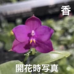 育成用苗】ファレノプシス 胡蝶蘭 紫花 ステム4本 洋ラン 洋蘭