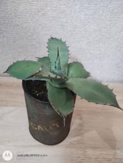 ［多肉植物］アガベ品種不明のサムネイル