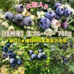 信州産☆生ブルーベリー700g【クール便発送】【朝採り】【農薬不使用 