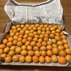 キンカン　箱込み約900g 和歌山産　無農薬＊自然栽培のサムネイル