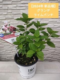 新品種　グランデ　ライムパンチ　5号鉢　ノリウツギ　PW苗　アジサイのサムネイル