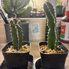 ユーフォルビア ムランジーナ 挿し木発根済み2本 - メルカリ