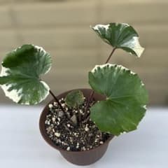 斑入りツワブキのサムネイル