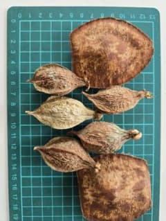 サガリバナの種とモダマのサムネイル