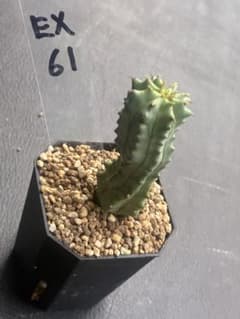 多肉植物 ユーフォルビア (カット苗発根済み） EX61 - メルカリ