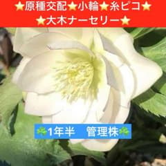 228☘️1年半 管理株☘️⭐️原種交配⭐️小輪⭐️糸ピコ⭐️大木