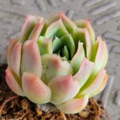 多肉植物　ピンクネーション　抜き苗のサムネイル