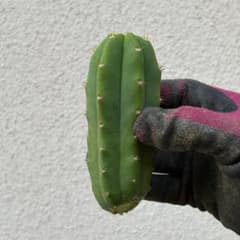 Trichocereus pachanoi トリコケレウス・パチャノイ A - メルカリ