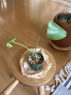 モンステラデリシオーサ　抜き苗のサムネイル