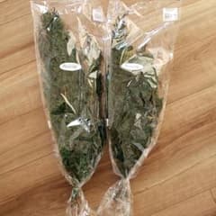 ソフトヒムロスギ　グリーンのサムネイル