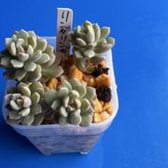 多肉植物 ぼのぼのさん苗 リンダリンダ - メルカリ