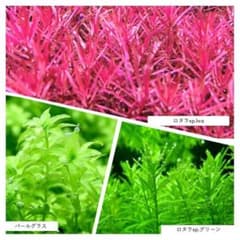 水草５種セット(ただ今計４９本)のサムネイル