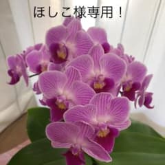 ほしこ様　専用ですのサムネイル