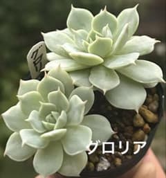 多肉✿植物˚✧₊⁺ グロリア 抜き苗 2つ ❁⃘*.6cmポット - メルカリ