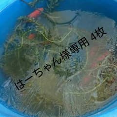 はーちゃん様専用 4枚のサムネイル