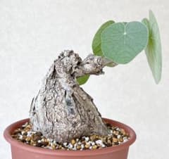 【超激レア/塊根植物】フィルミアナ　フルゲンス 鉢植え 超激レア/塊根植物】フィルミアナ フルゲンス 鉢植え - メルカリ
