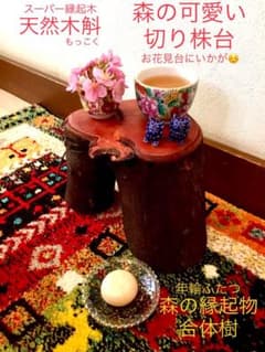 縁起木＊天然木斛で制作【森と大自然の可愛い切り株台】合体樹＊年輪ふたつ！お花見台 縁起木＊天然木斛で制作【森と大自然の可愛い切り株台】合体樹＊年輪