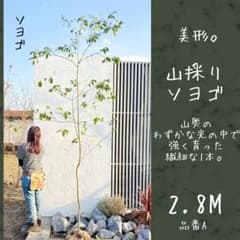 美形。山採りソヨゴ2.8M(鉢底から)品番A - メルカリ