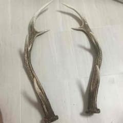 鹿の角のサムネイル