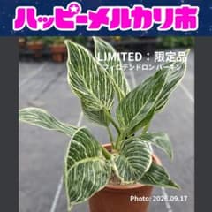 【現物・鉢ごと】フィロデンドロン バーキン #012（3号丸型プラ鉢）個人株のサムネイル