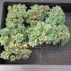 多肉植物 7個 2026-0728MLJP-011 バイオレットクイーン錦 - メルカリ