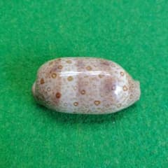 ジャノメダカラ70ミリ貝殻 標本 1個のサムネイル