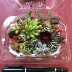 多肉植物 カット苗増量！！！のサムネイル
